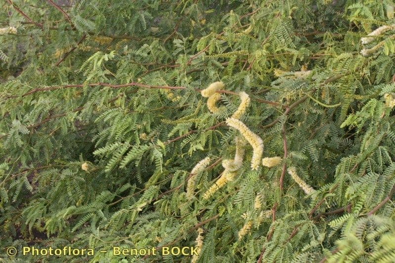Prosopis 11