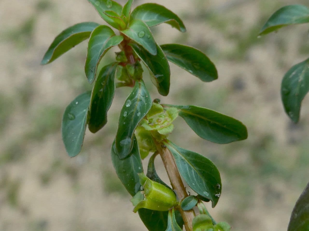 Isnardia 22