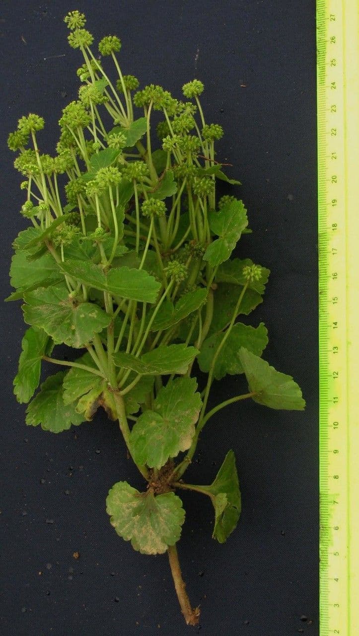 Micropleura 8