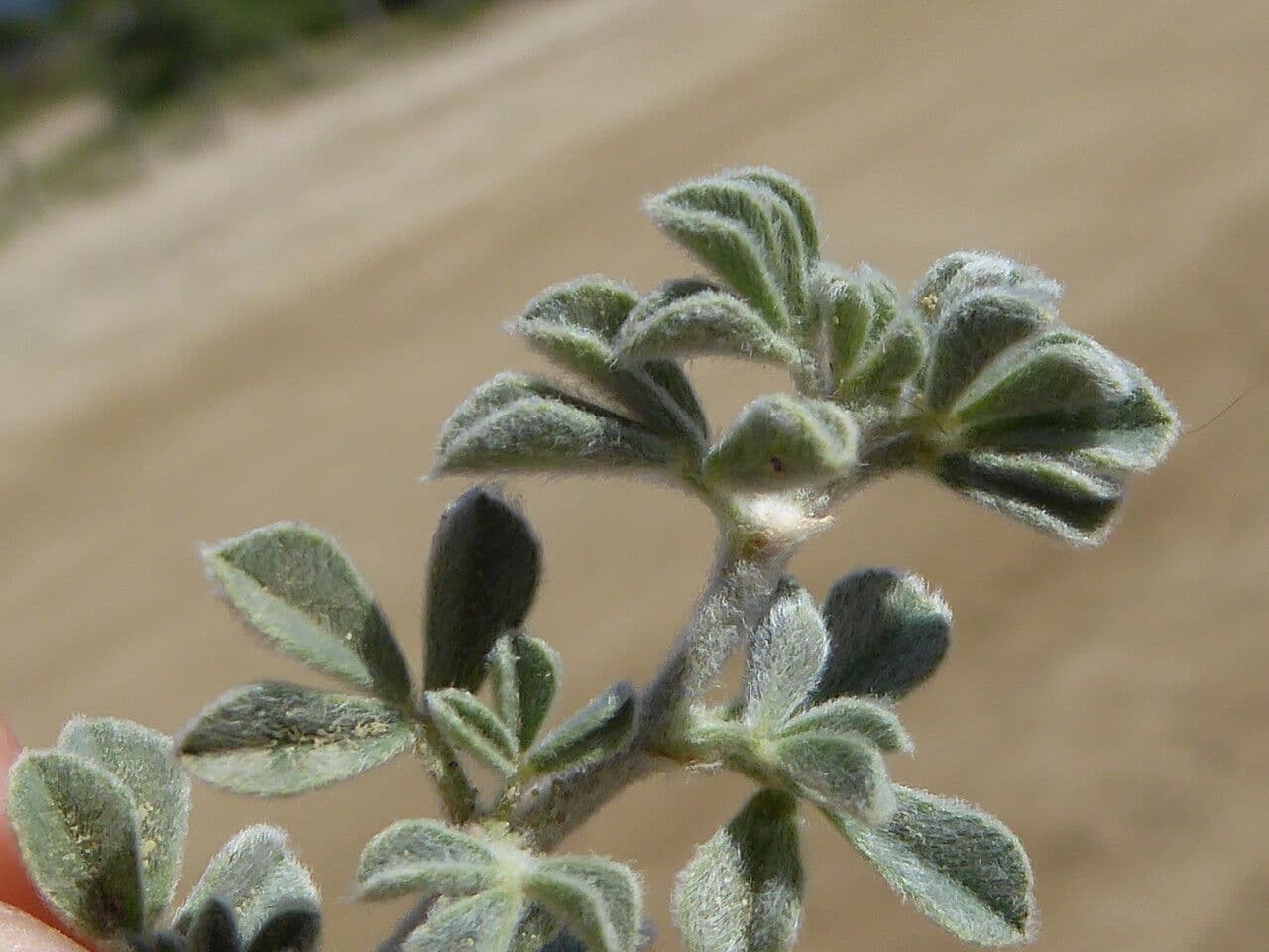 Luceola marina 19
