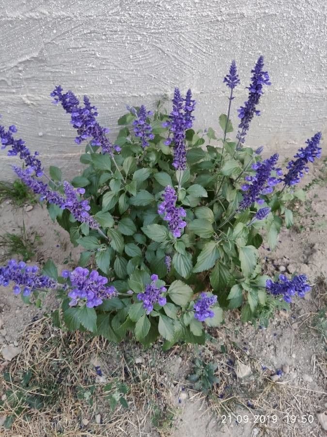 Mealy Sage 8
