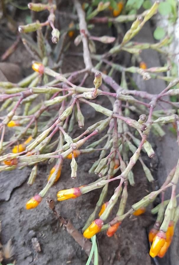 Cactus bottiglia 11
