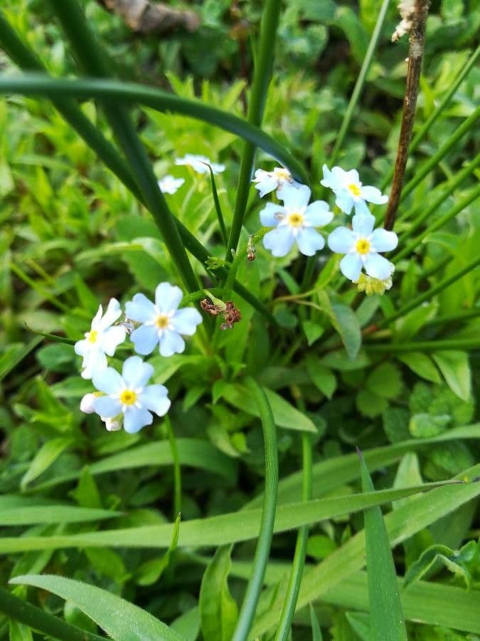 Miosotide siciliana 14