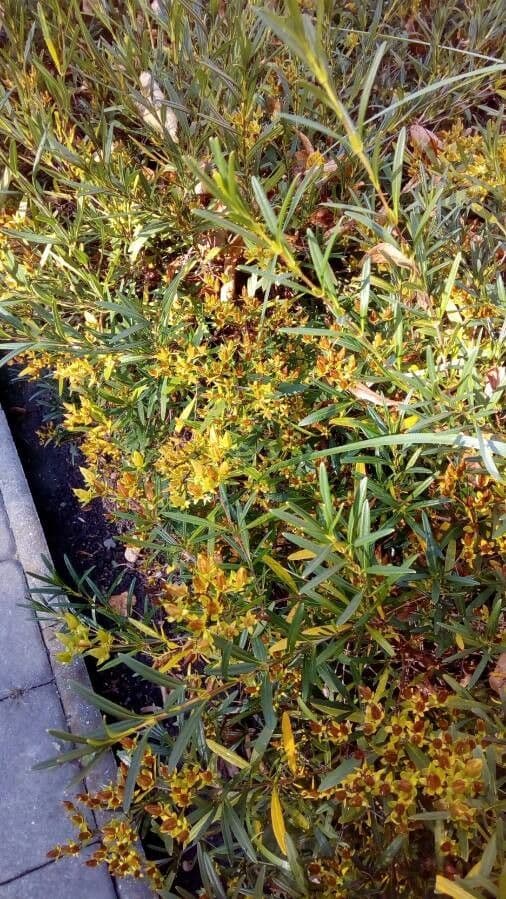 Euthamia graminifolia 3
