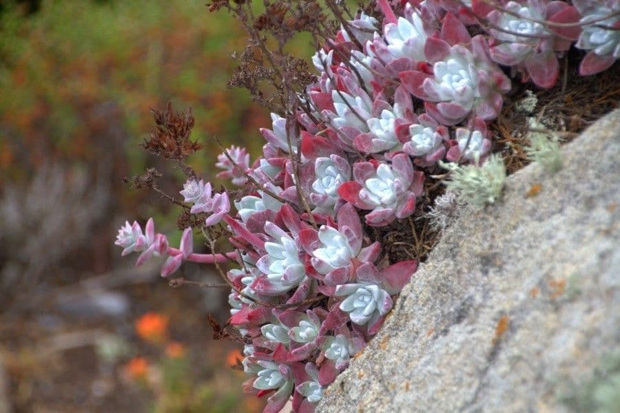 Borracina spatolata 10