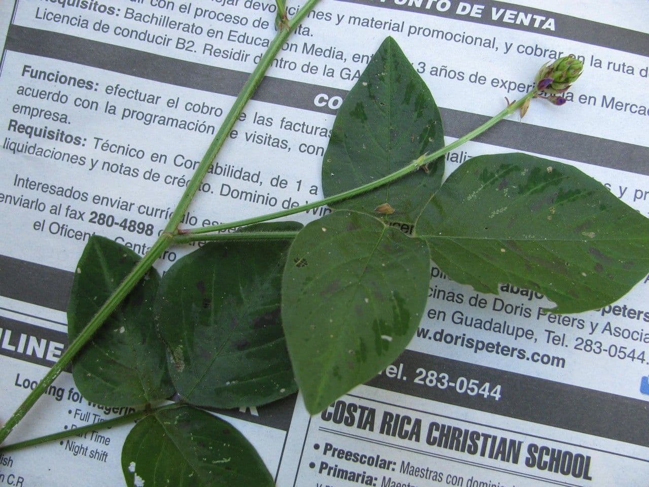 Desmodium 23
