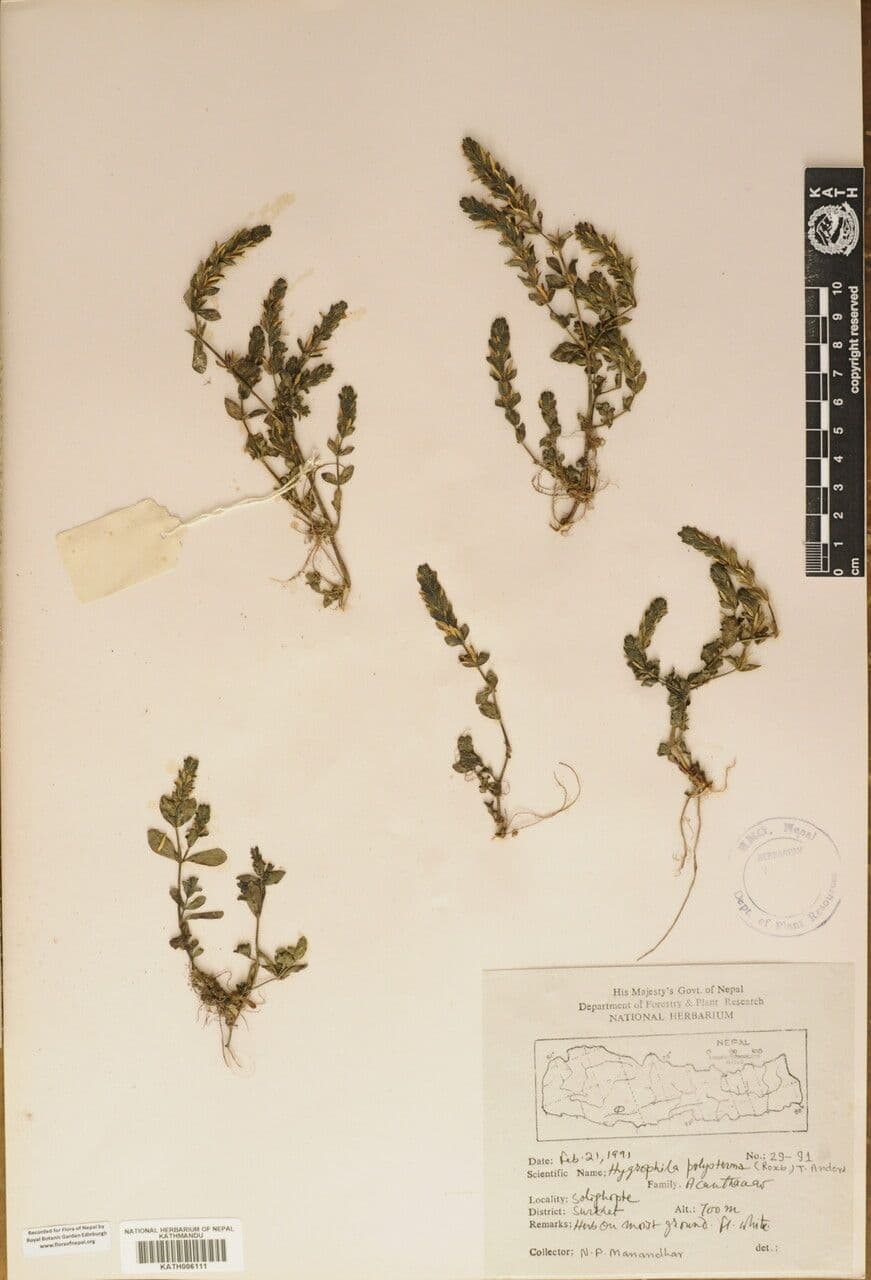 Hygrophila polysperma 8