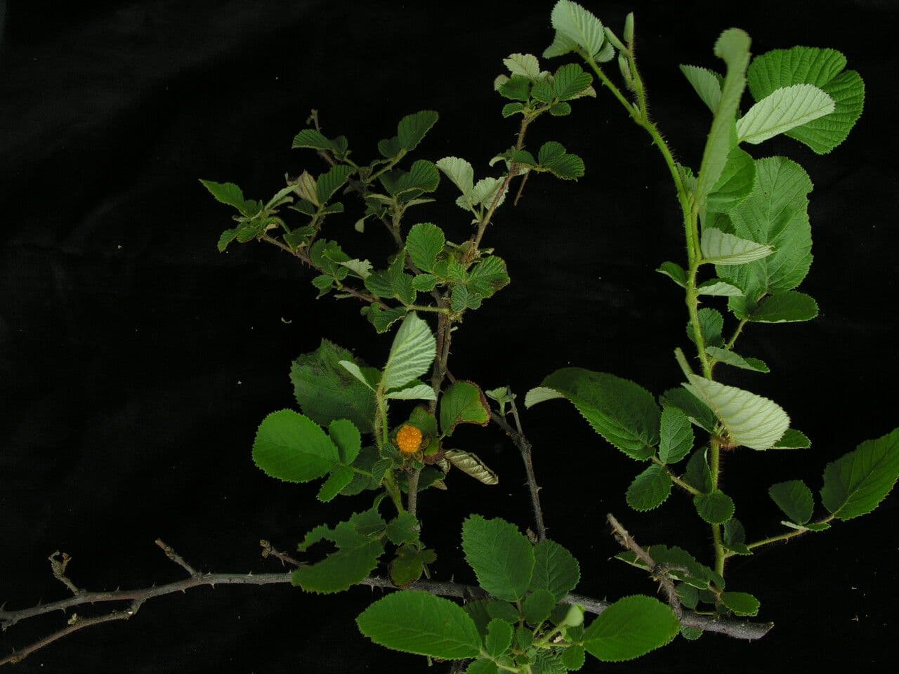 Lampone ellittico 8