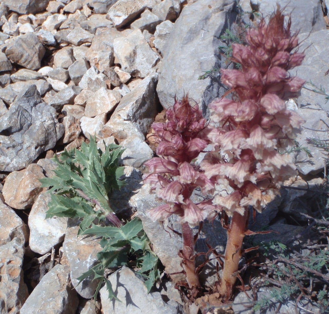 Orobanche amethystea 13
