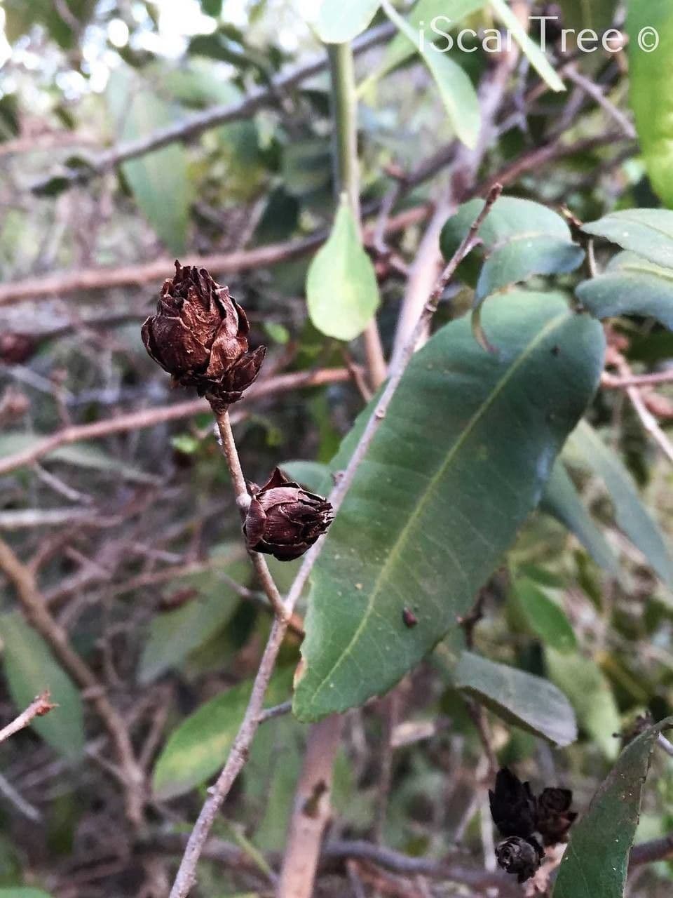 Ochna 2