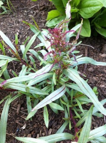 Penstemon eterofillo 8