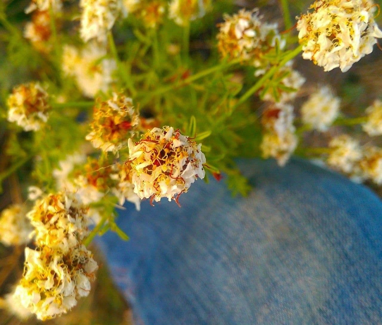 Dalea