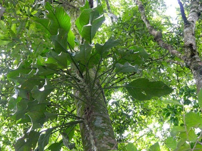 Monstera di Spruce