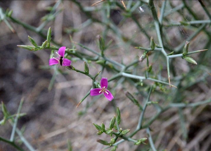 Pleiacanthus spinosus 9
