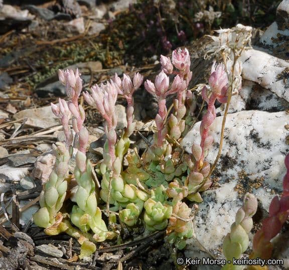 Sedum 6