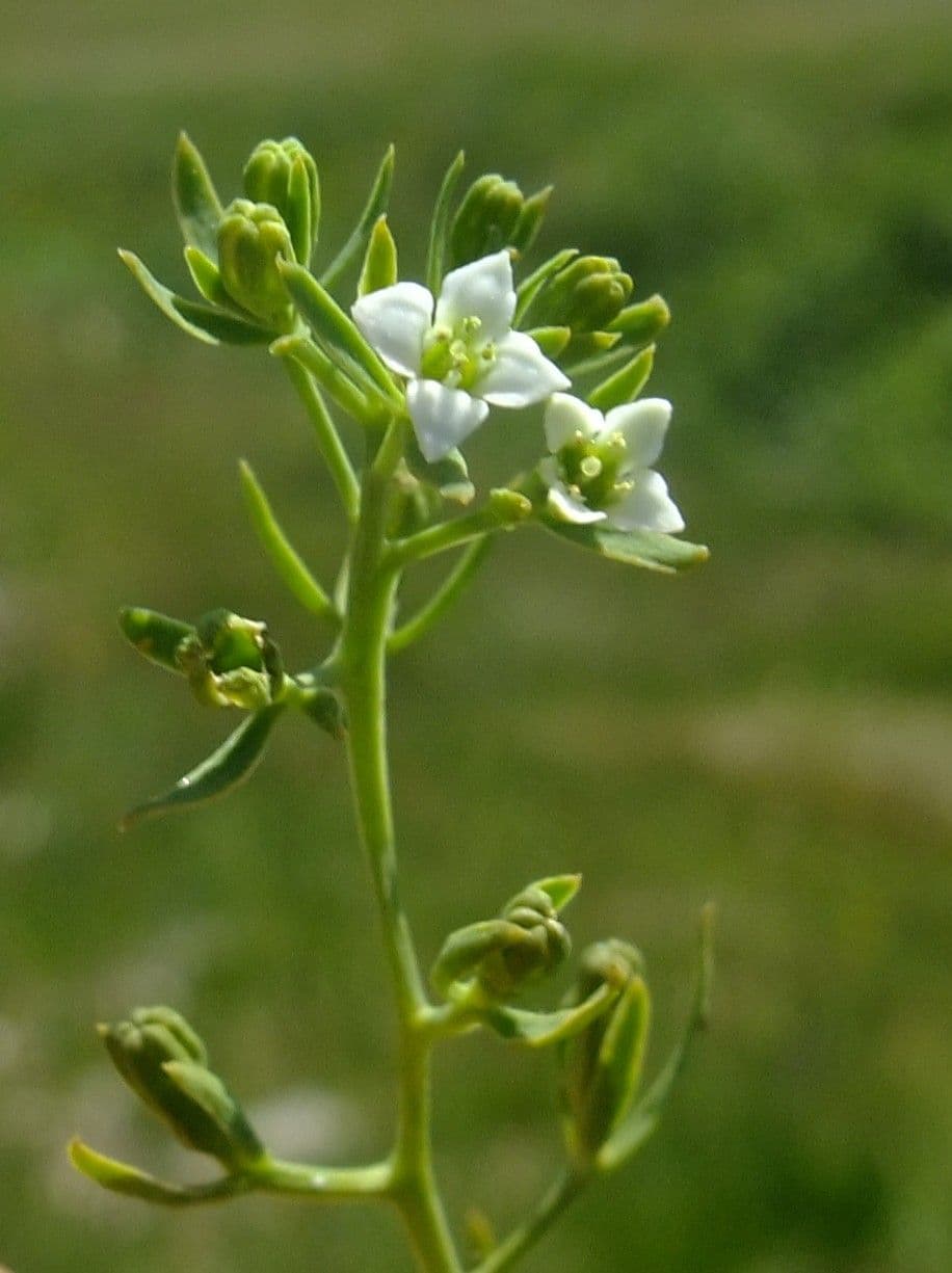 Alpen-Leinblatt 6