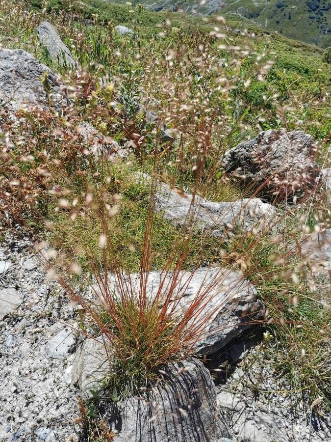 Alpen-Rispe 18