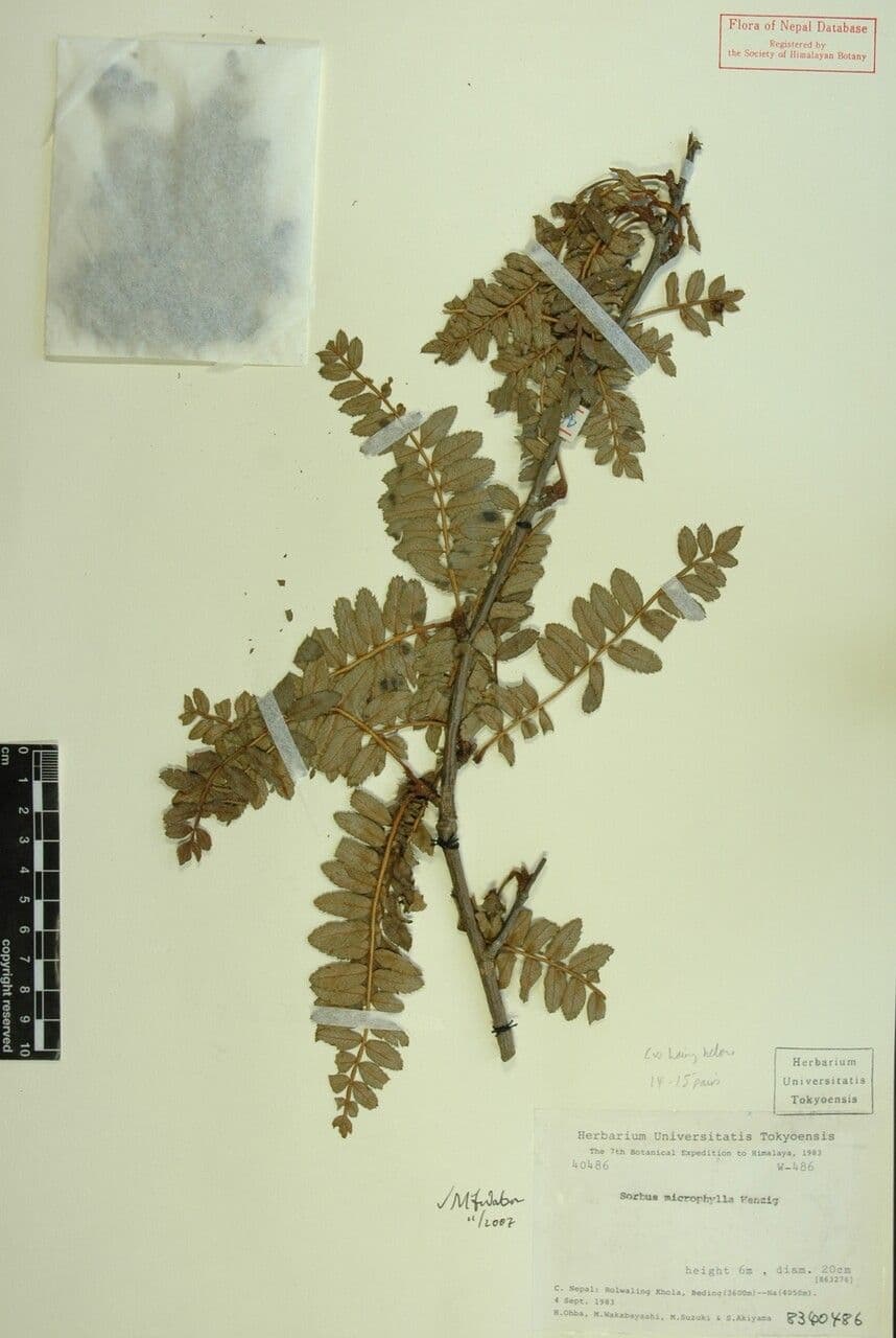 Kleinblättrige Eberesche 17