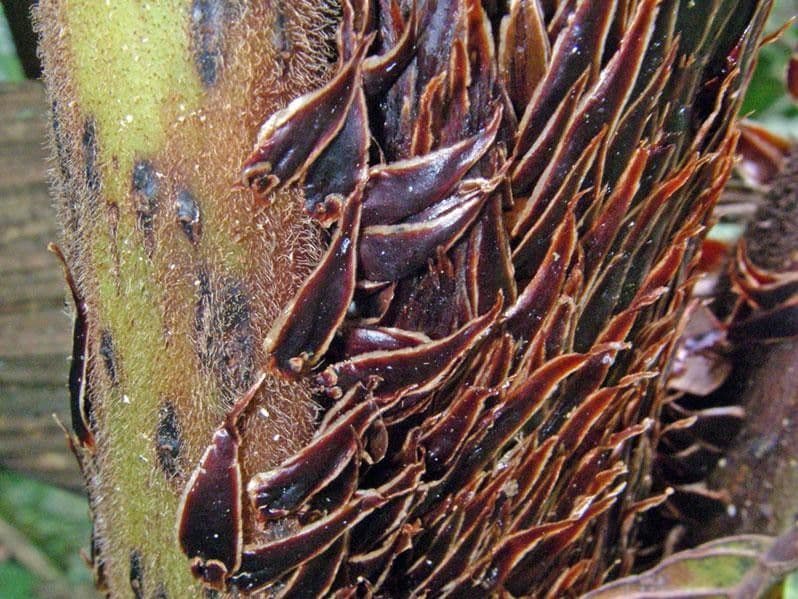 Cyathea bicrenata 16