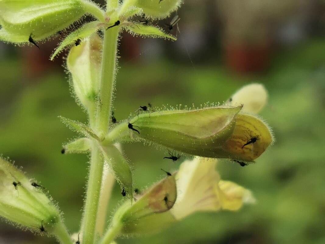 Salvia vischiosa 28