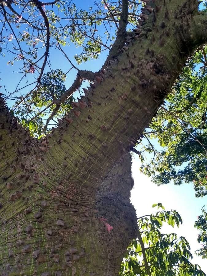 Albero del cotone 21