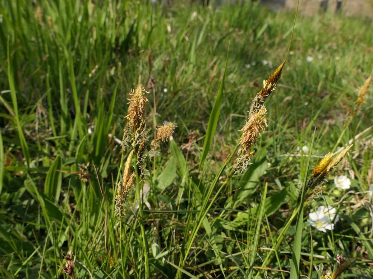 Carex depressa 7