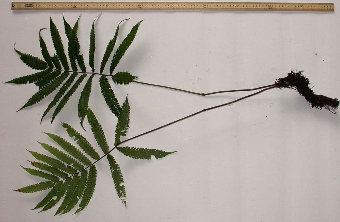 Thelypteris 7