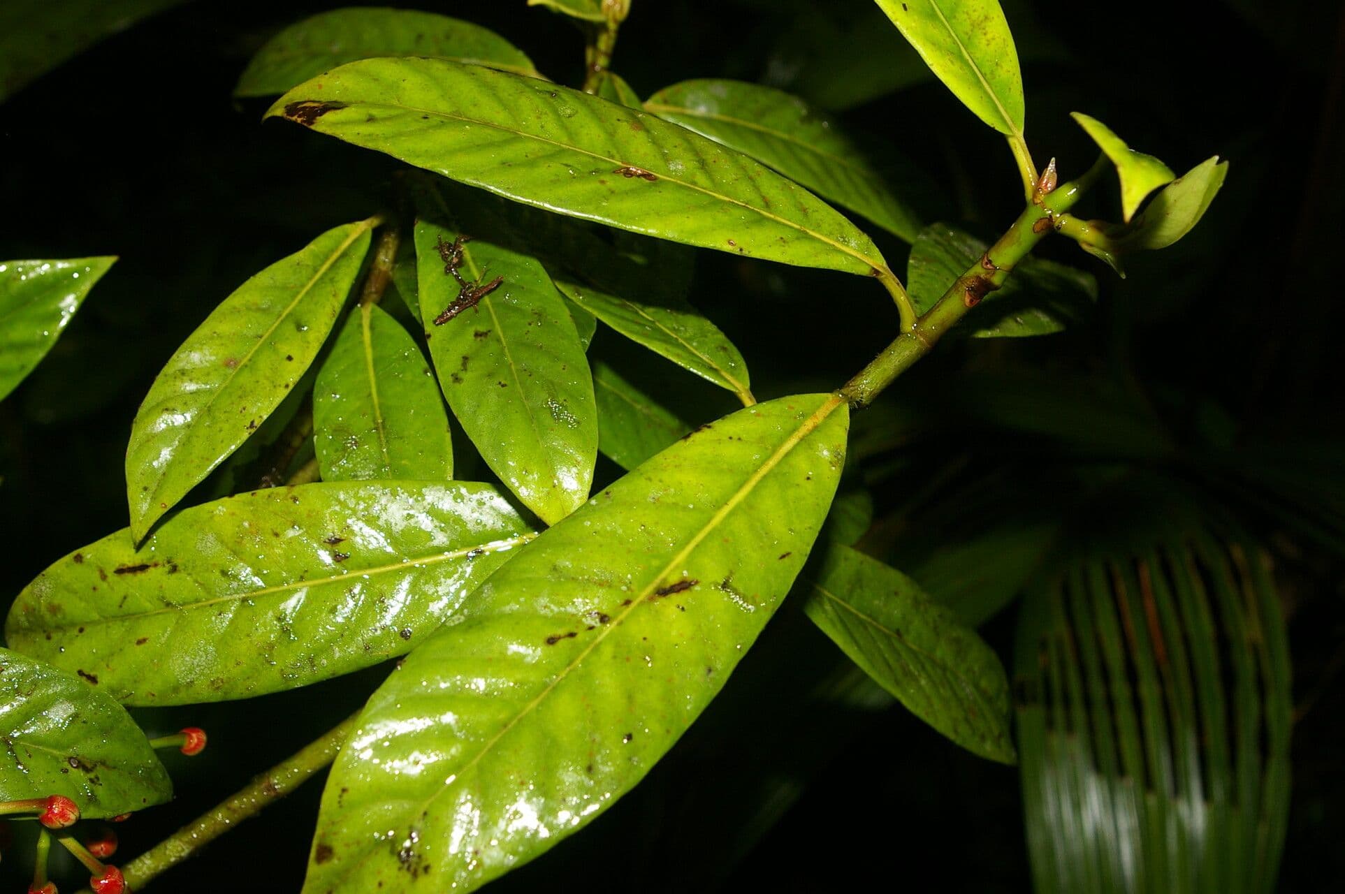 Chrysochlamys 7