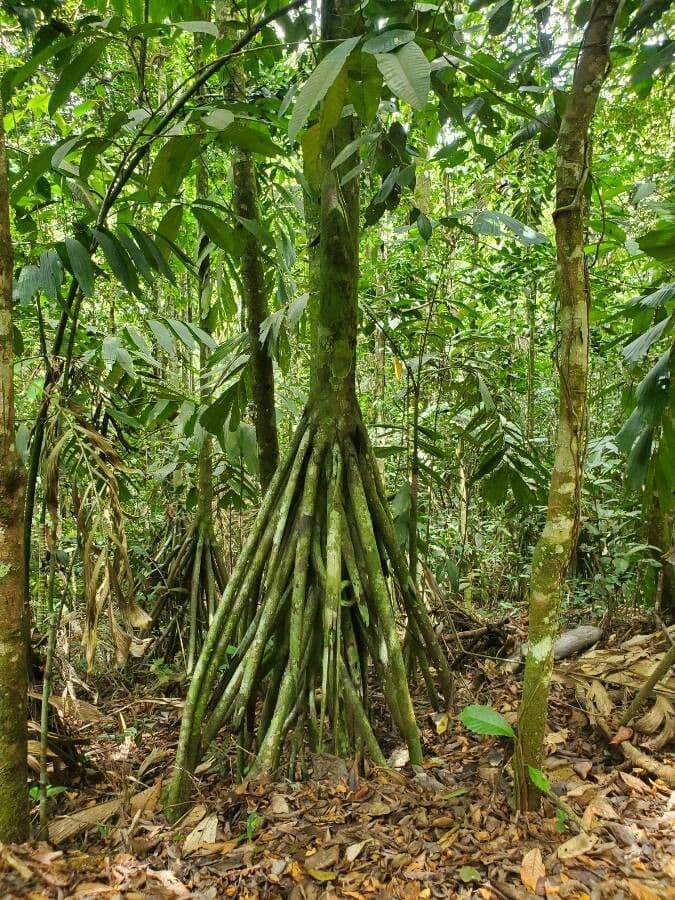 Sokratea naga 17