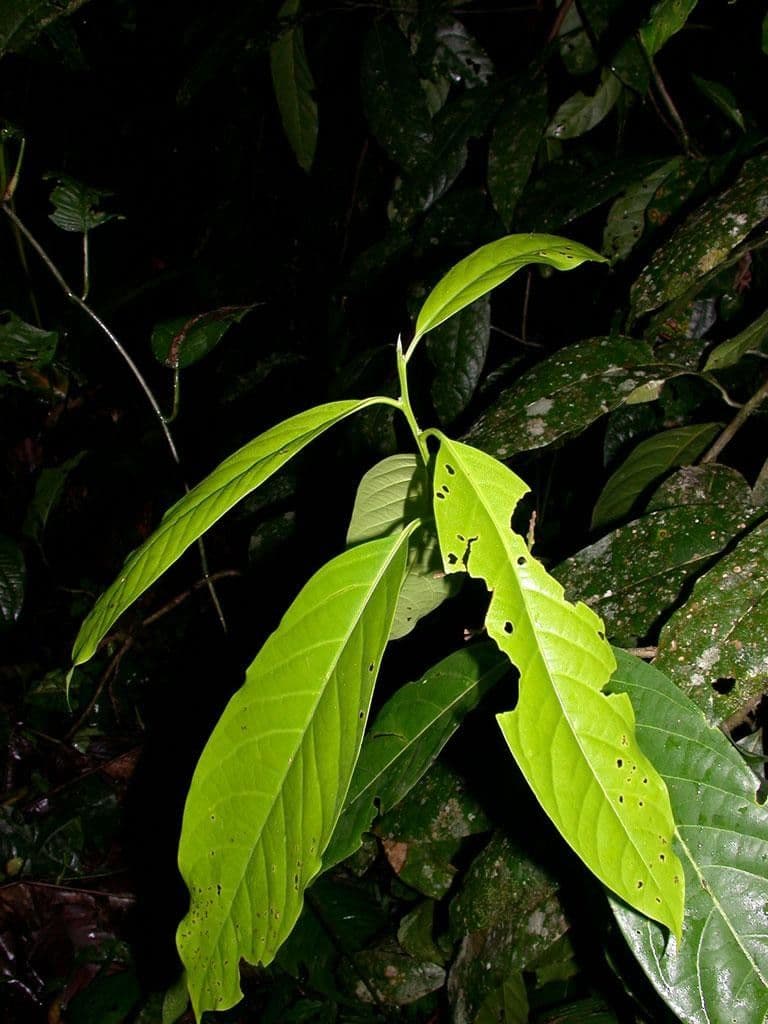 Mespilodaphne macrophylla 21