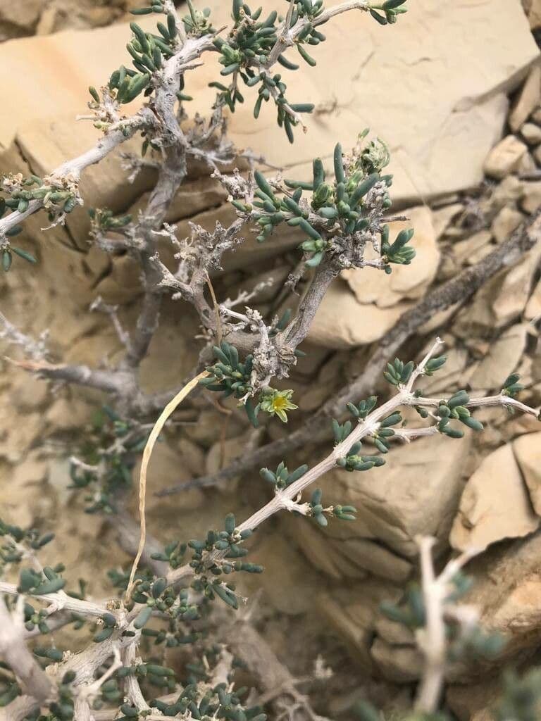 Gymnocarpos 19