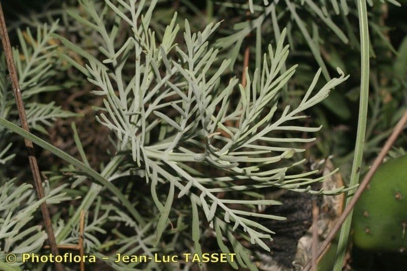 Lavendel 17