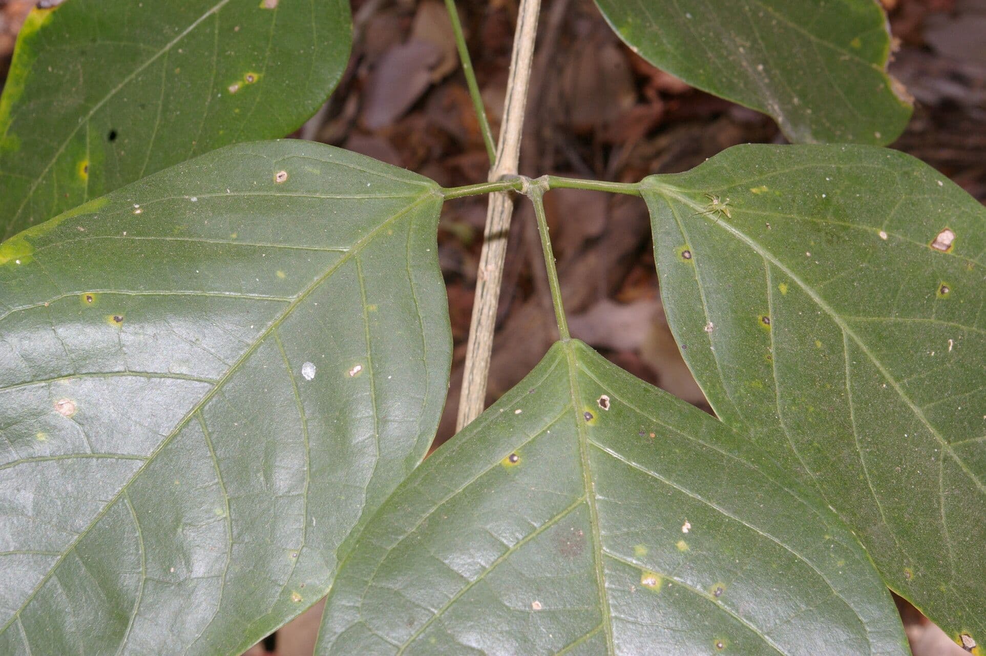 Adenocalymma inundatum 4