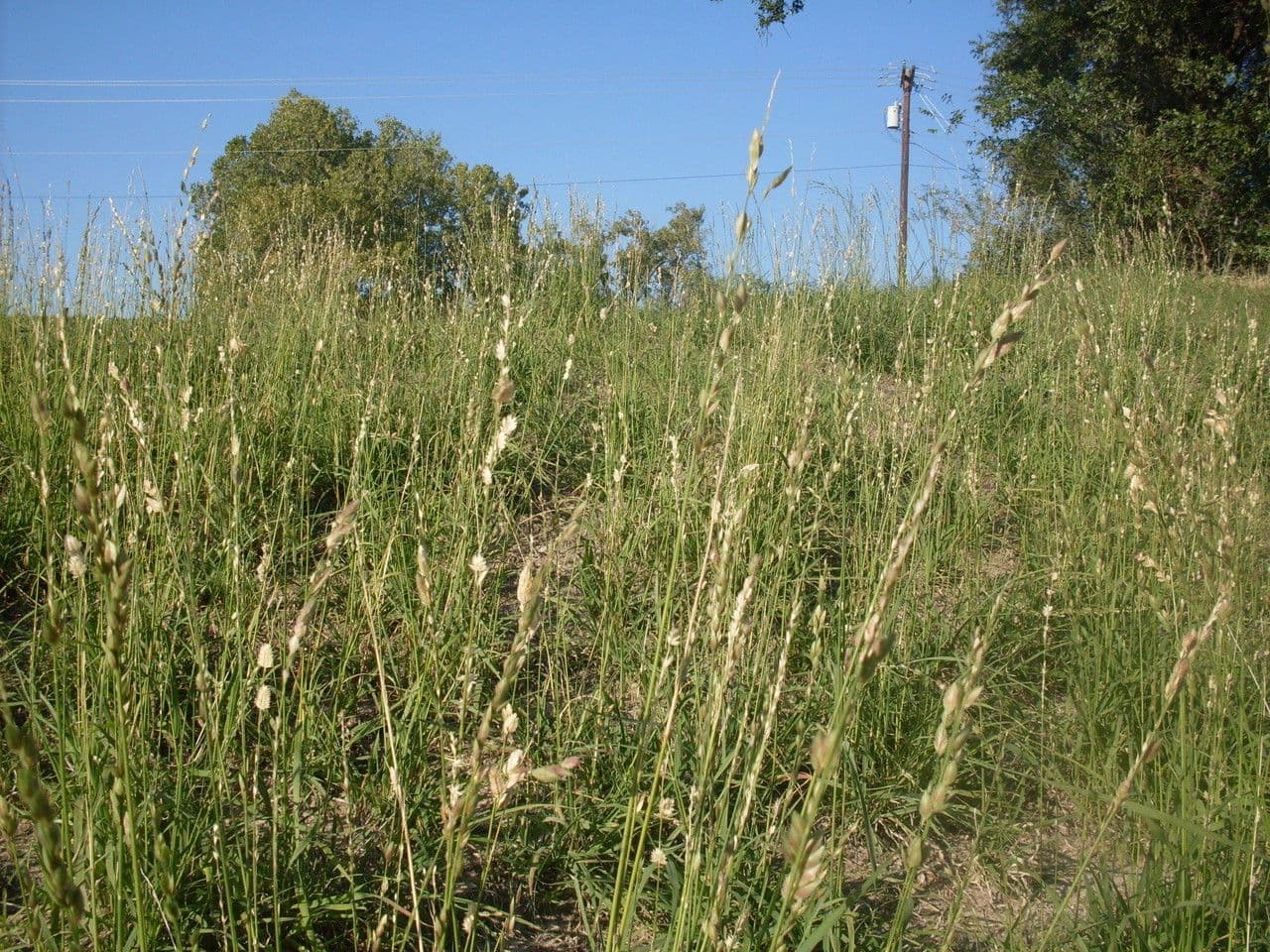 Schöngras 11