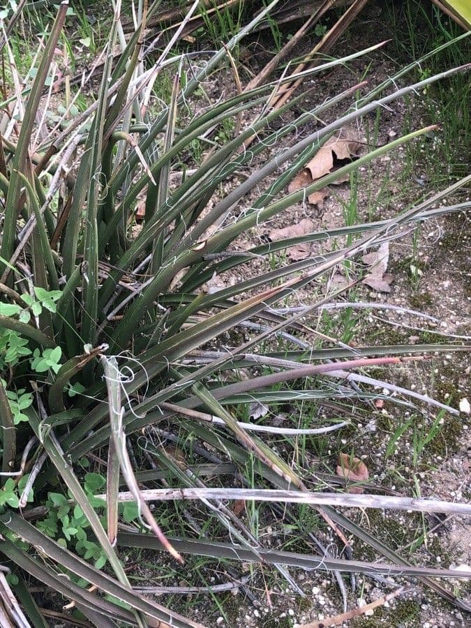 Hesperaloe 11