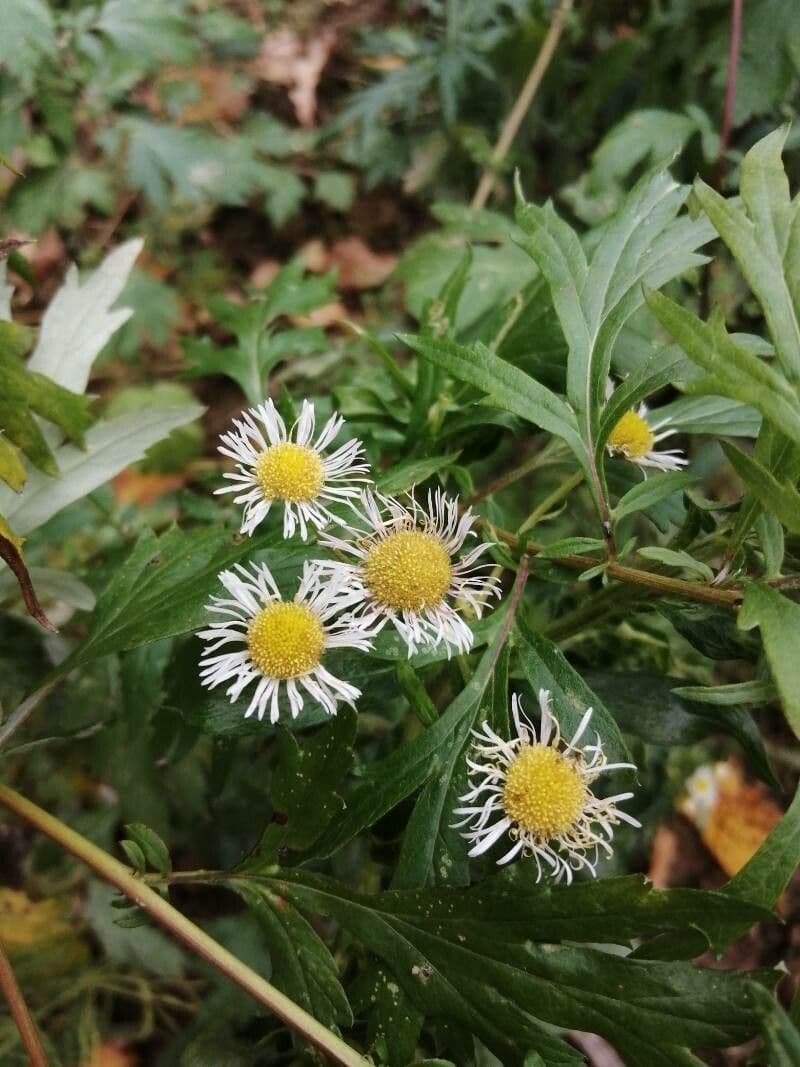 Boltonia asteroides 4