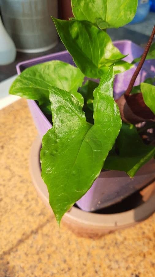 Typhonium 8