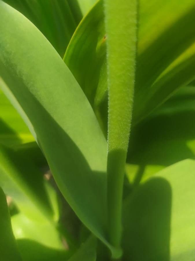 Tulipano di Gesner 21