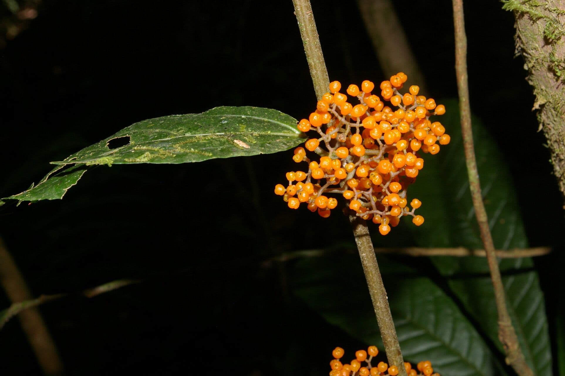 Urera lianiforme 3