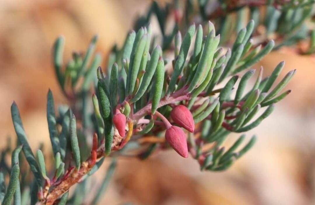 Verticordia