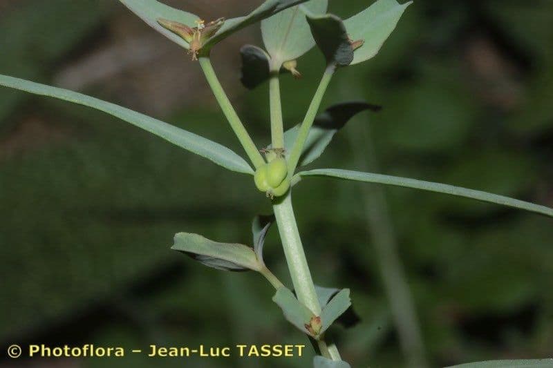 Euforbia dragoncello