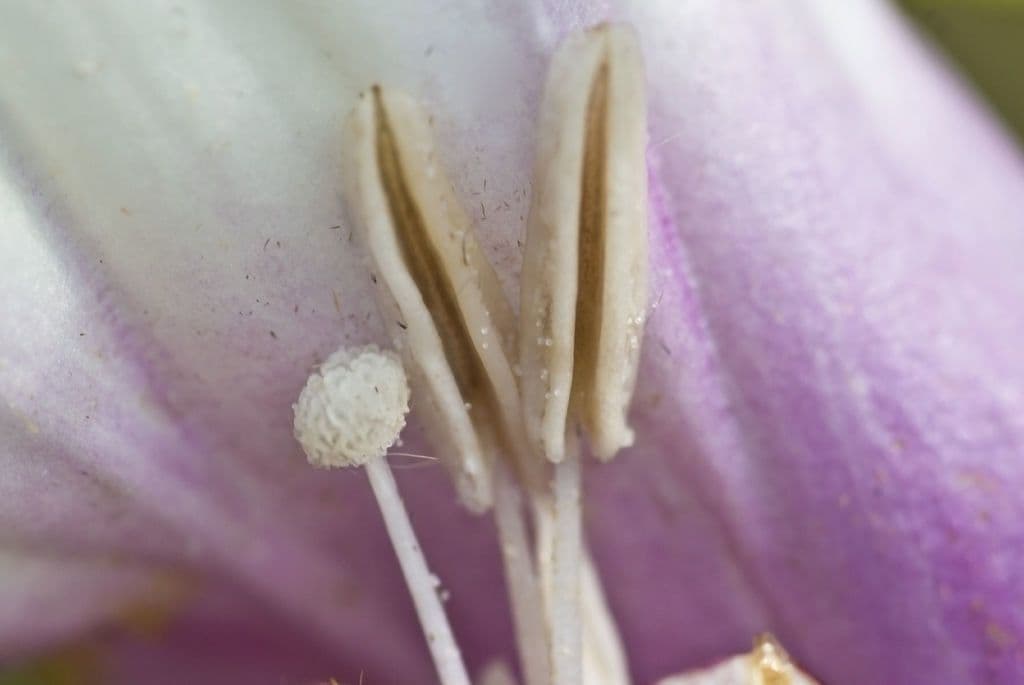 Ipomoea pandurata