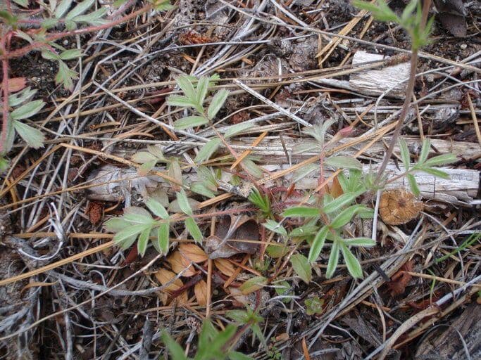 Horkelia tridentata 9
