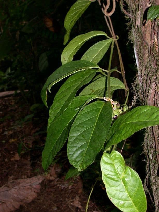 Prestonia portobellensis 18