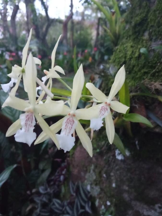Miltonia 2