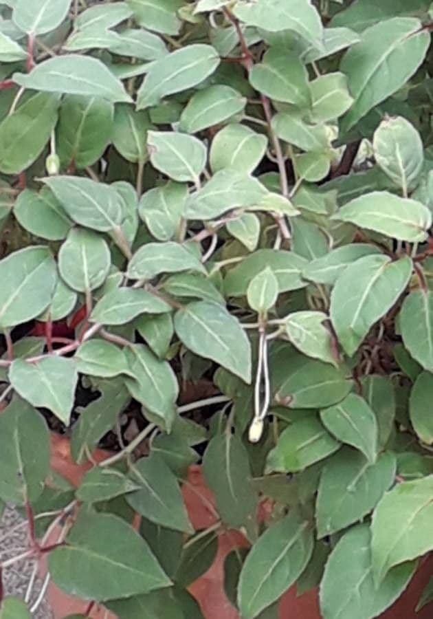 Fuchsien 20
