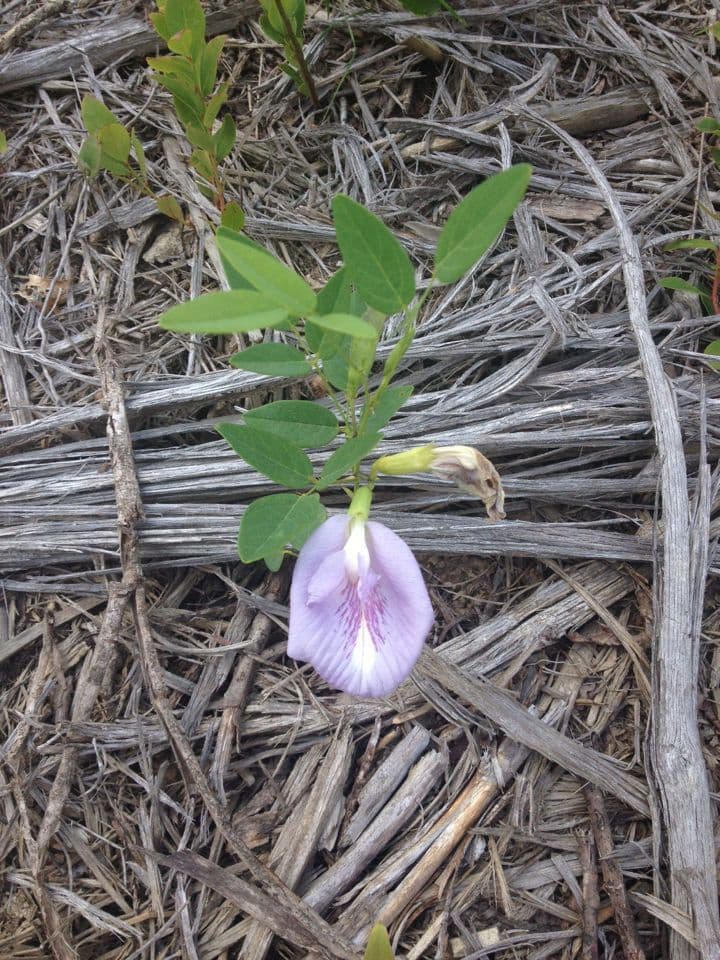 Clitoria 10