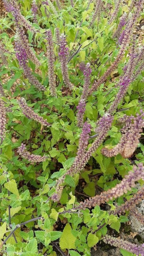 Teucrium hircanicum 12