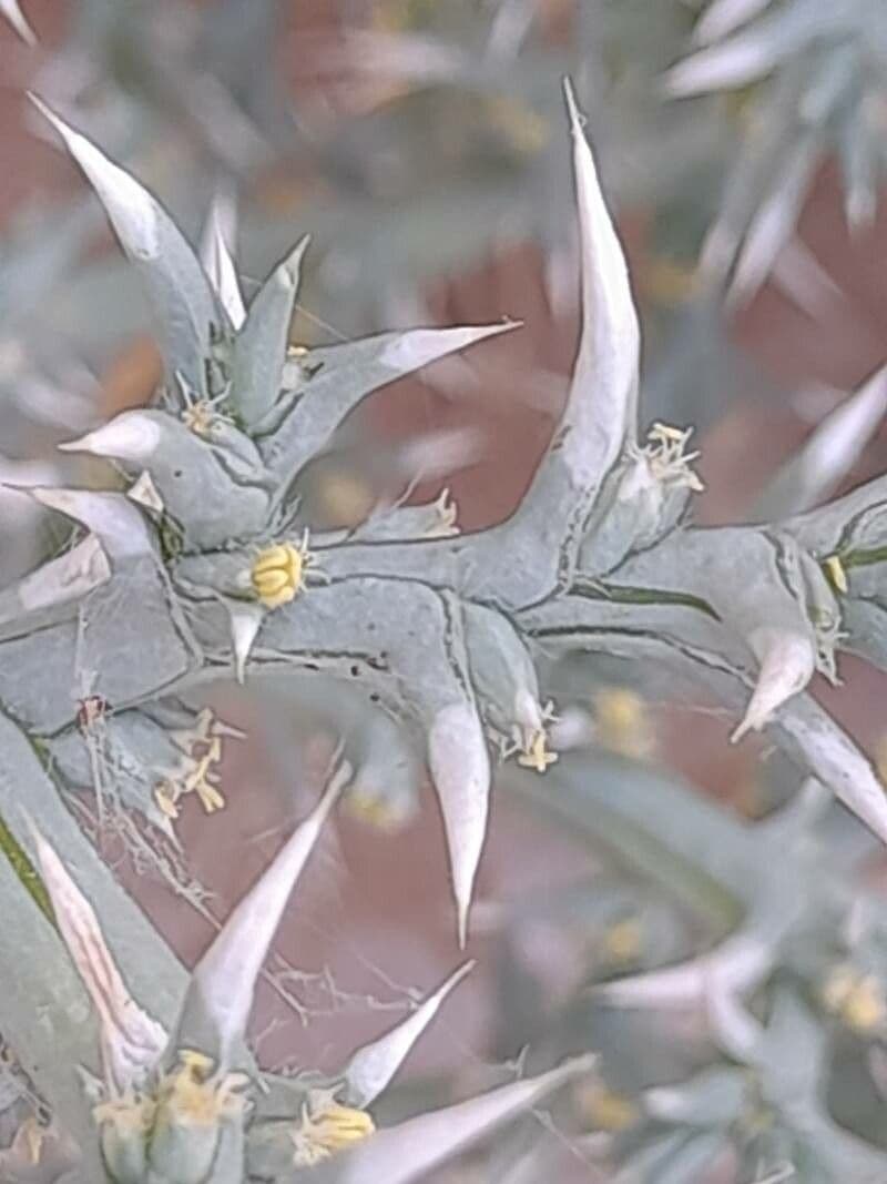 Cornulaca 15
