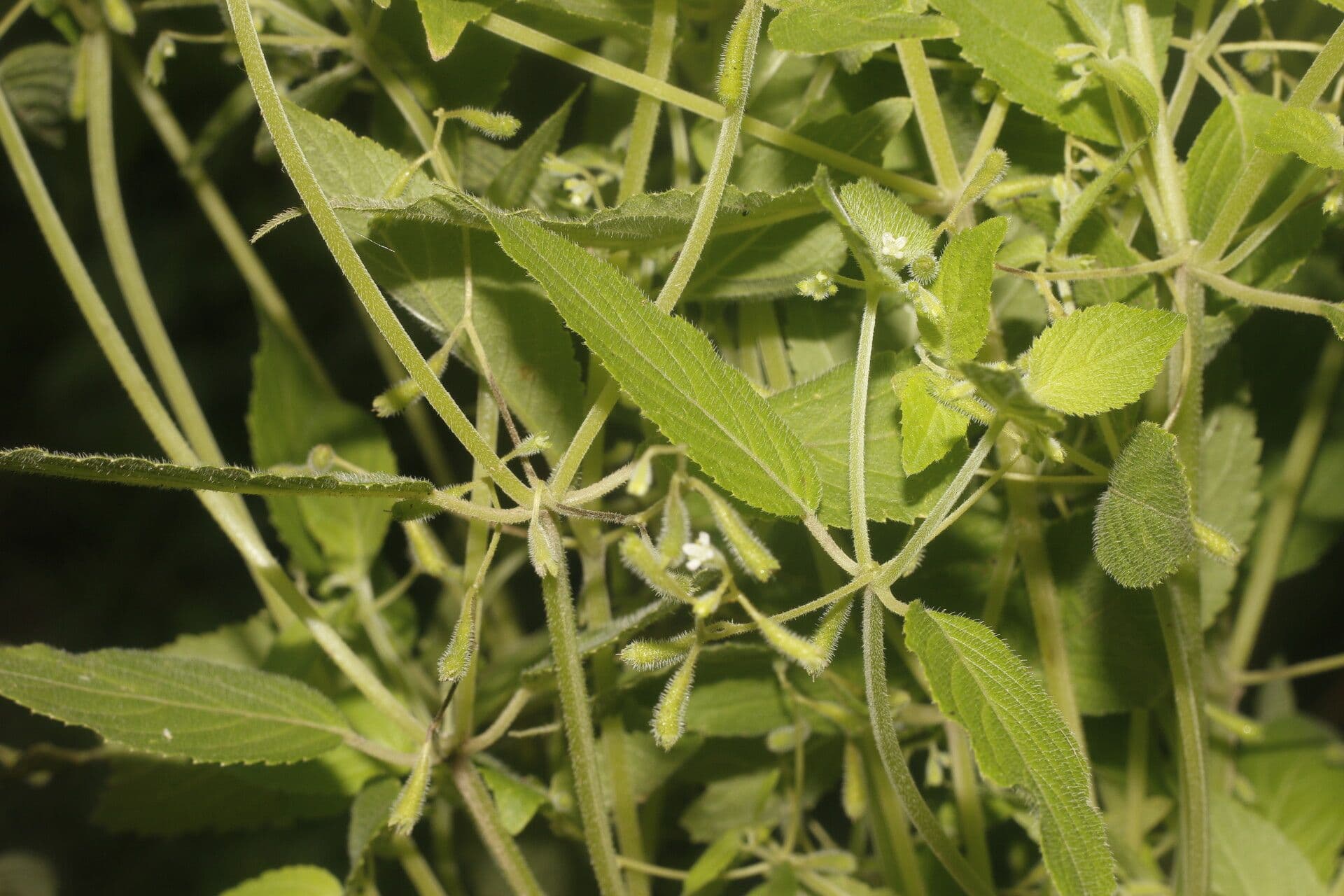 Klaprothia 8